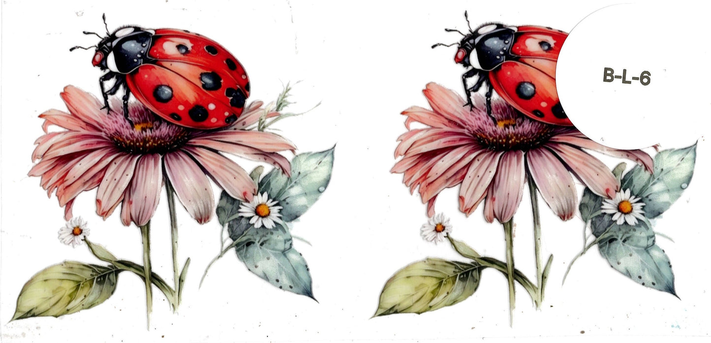 Bug - Ladybug