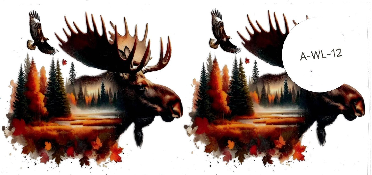 Animal - Wildlife