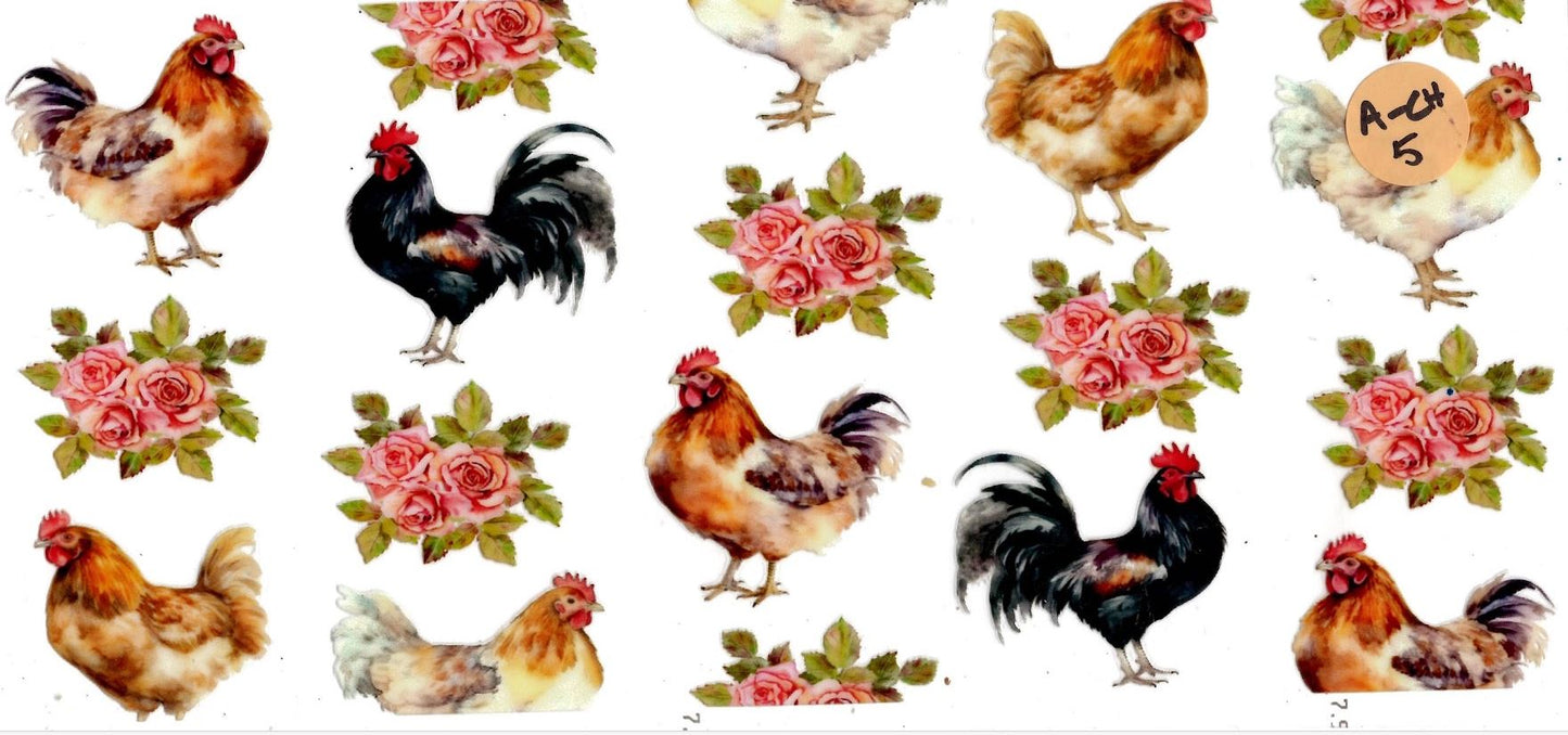 Animal - Chicken