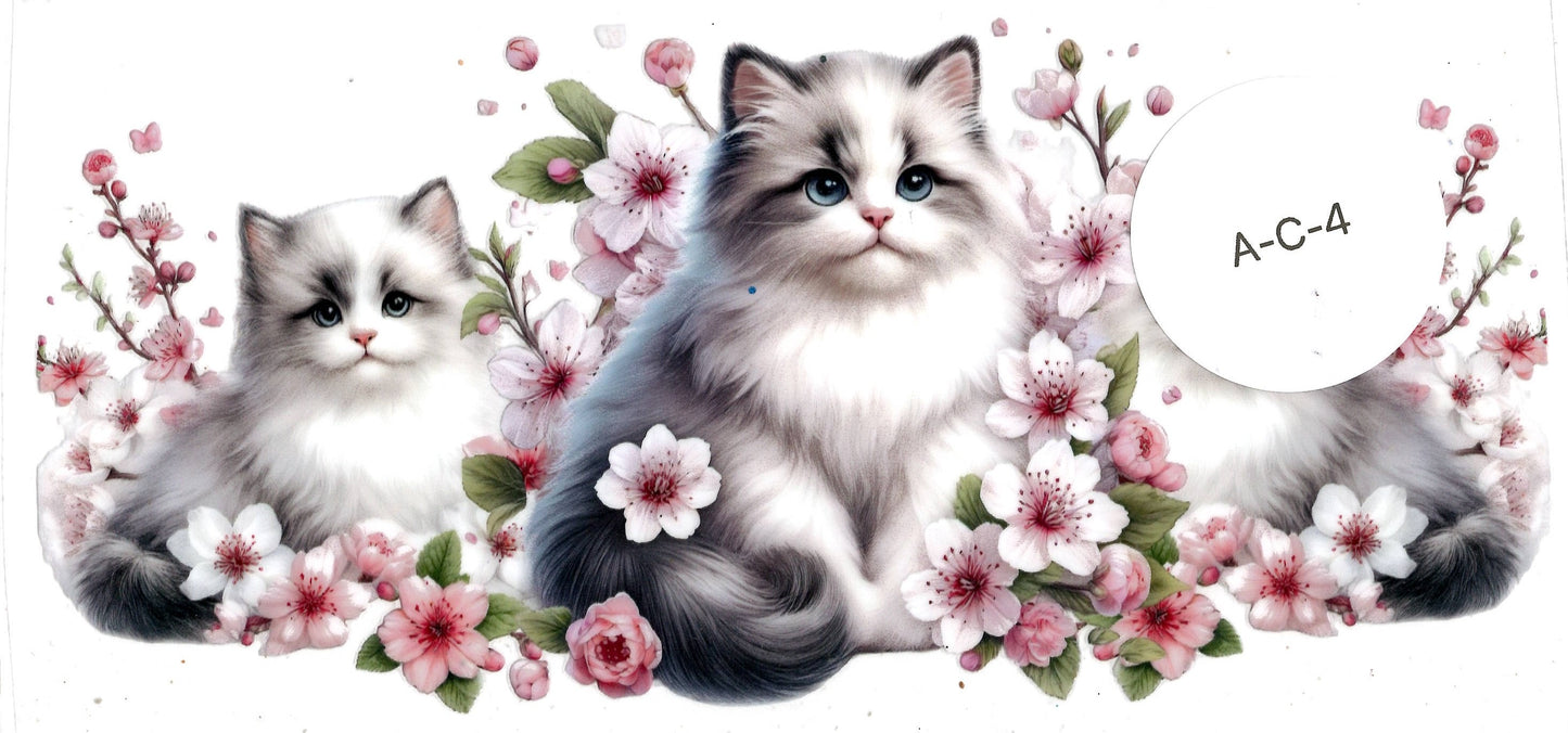 Animal - Cat