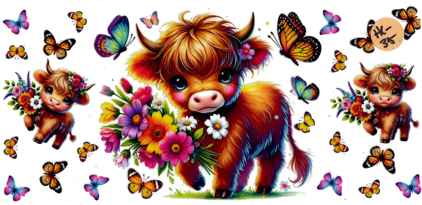 Animal - Highland Cow