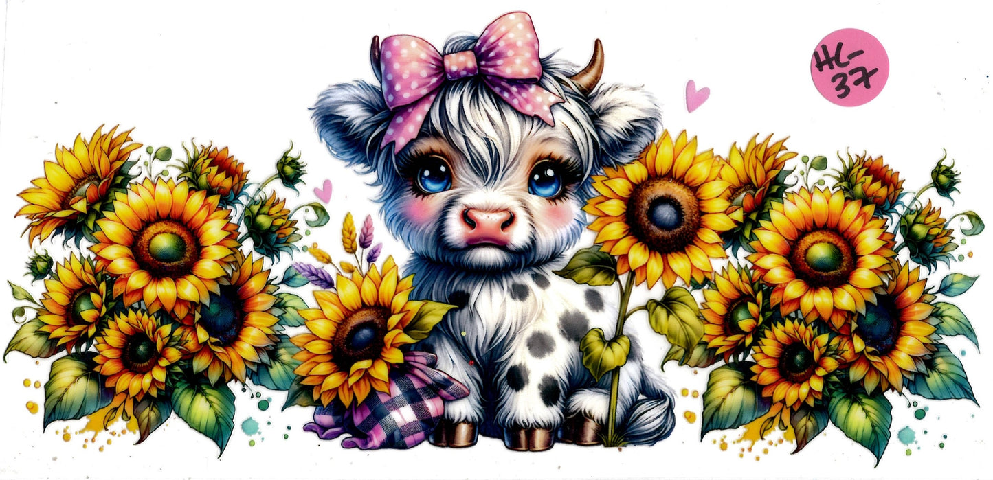 Animal - Highland Cow