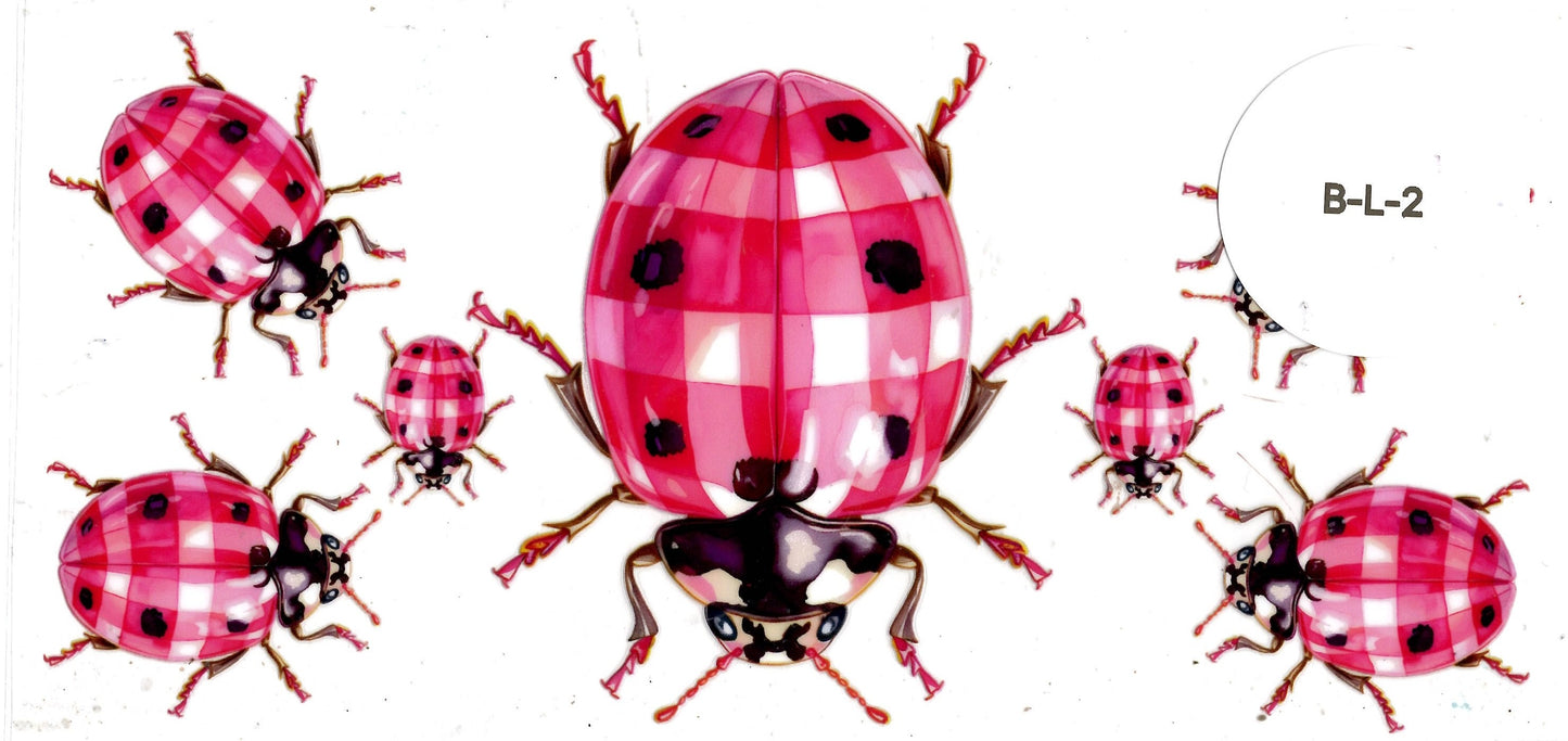 Bug - Ladybug